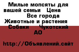 Милые мопсяты для вашей семьи › Цена ­ 20 000 - Все города Животные и растения » Собаки   . Чукотский АО